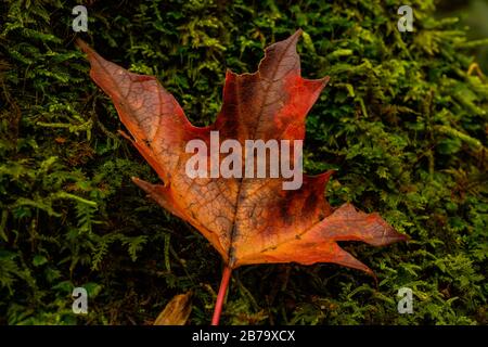 Verbranntes orangefarbenes Blatt auf dem Boden des mosigen Waldes im Herbst Stockfoto