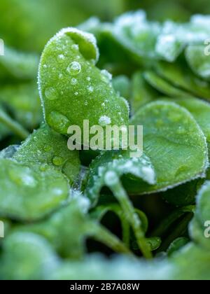 Winterpurslane (Claytonia perfoliata) mit Frost. Stockfoto