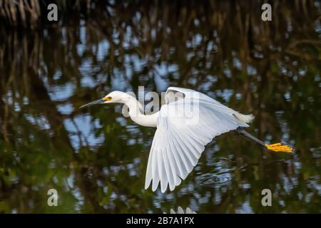 Ein Snowy Egret (Egretta thula), der im Merritt Island National Wildlife Refuge, Florida, USA, über Wasser fliegt. Stockfoto