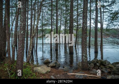 Überschwemmter Strandbereich mit den Bäumen und den Felsen unter Wasser an einem Lake Lanier Park in Georgia an einem regnerischen Tag im Spätwinter Stockfoto