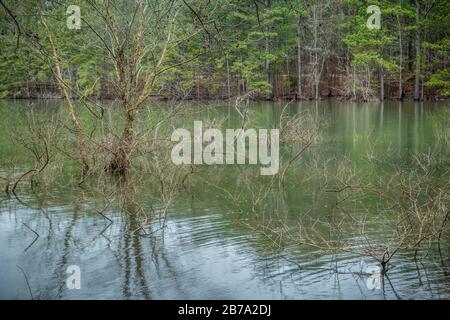 Ein überfluteter Strandbereich mit Bäumen und Sträuchern, der am See mit dem Wald im Hintergrund an einem übergiebelten Regentag im späten Win aus dem Wasser ragt Stockfoto