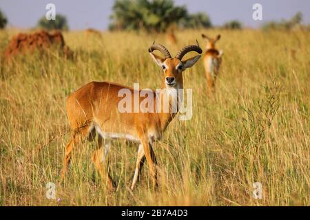 Ugandischer Kob, Murchison Falls National Park (Kobus thomasi) Stockfoto