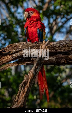 Scharlachrote Makacke thronten auf einem alten Baumstammbild, das in Azuero Panama aufgenommen wurde Stockfoto