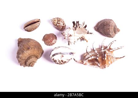 In verschiedenen Größen auf weißem Hintergrund isoliertem Hintergrund Stockfoto