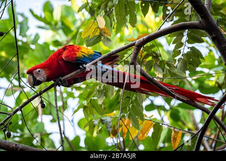 Scharlachrote Makaauffütterung von Obst auf einem Baumbild, das in Azuero Panama aufgenommen wurde Stockfoto