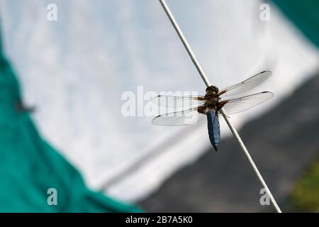 Nahaufnahme einer Drachenfliege über Seil auf einem Zelt in einem Waldcamping Stockfoto