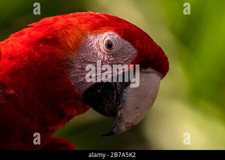 Scharlachrote Makacke Nahaufnahme des Kopfbildes, das in Azuero Panama aufgenommen wurde Stockfoto