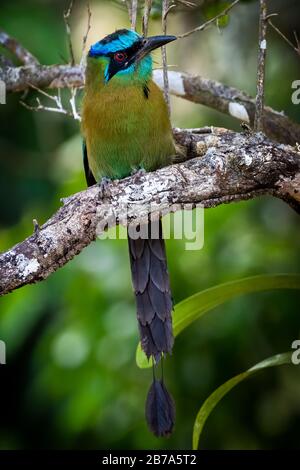 Blau bekrönter Motmot thront auf einem Baumzweig im Regenwald Stockfoto