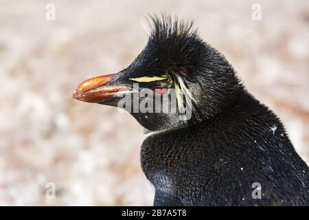 Rockhopper Pinguin, Isla Pinguino, Puerto Deseado, Patagonia Argentina Stockfoto