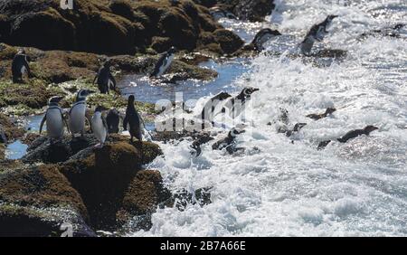 Pinguine gehen angeln, Isla Pinguino, Puerto Deseado, Patagonien Argentinien Stockfoto