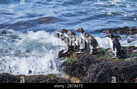 Pinguine gehen angeln, Isla Pinguino, Puerto Deseado, Patagonien Argentinien Stockfoto