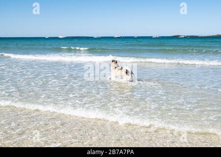 Malamute oder Husky-Hund spielen im Sommer in den Wellen eines großen Strandes in der Bretagne Stockfoto