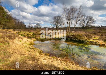 Lttle Teich in Wolfhezer Heide Natur Moment Gebiet in Gelderland, Niederlande Stockfoto