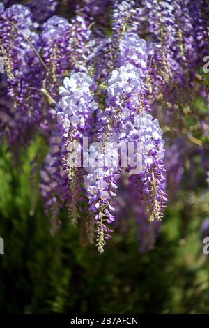 Frühlings-Garten - Nahaufnahme einer blühenden bunten lila rosafarbenen Wisteria Stockfoto