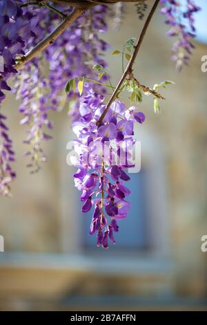 Frühlings-Garten - Nahaufnahme einer blühenden bunten lila rosafarbenen Wisteria Stockfoto