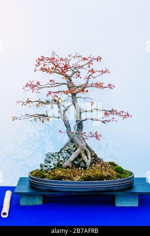 Japanischer Ahorn, Acer Palmatum, Bonsai-Baum, ursprünglich aus Japan, China und Korea. Botanischen Namen verdankt sie handgeformten Blättern. Im Topf auf blauem Tisch Stockfoto