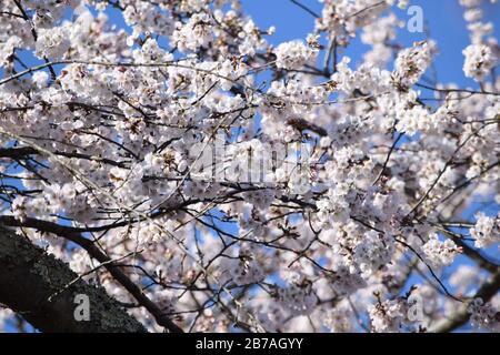Cherry Blossom hautnah Stockfoto