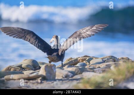 Riesenpetrel (Macronectes giganteus) Spreitenflügel, Falklandinseln, Südamerika, Stockfoto