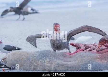 Riesenpetrel (Macronectes giganteus), der sich von der Karkasse eines südlichen Elephantsiegels (Mirounga leonina), Falklandinseln, Südatlantik, Südamerika ernährt Stockfoto