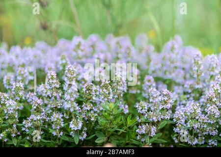 Thymus vulgaris bekannt als gewöhnliche Thymian, Gartenthyme, Varietät mit blassrosa Blumen - Heilkraut - selektiver Fokus Stockfoto