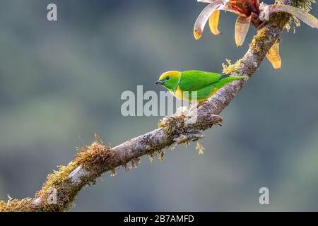 Eine Golden Browed Chlorophonia (Chlorophonia callophrys) ruht auf einem Zweig im Nebelwald von San Gerardo de Dota, Costa Rica. Stockfoto