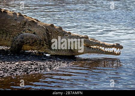 Ein amerikanisches Krokodil (Crocodylus acutus) lauert in der Nähe des Ufers des Flusses Tarcoles in Costa Rica auf. Stockfoto