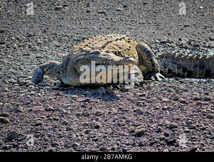 Ein amerikanisches Krokodil (Crocodylus acutus) lauert in der Nähe des Ufers des Flusses Tárcoles in Costa Rica auf. Stockfoto