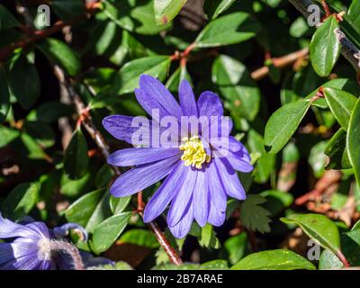 Balkan-Anemone-Panda blüht im Frühjahr Stockfoto