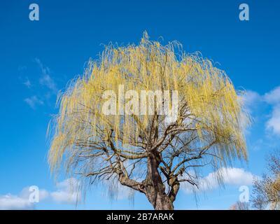 Weidenbaum blüht im Frühjahr Stockfoto