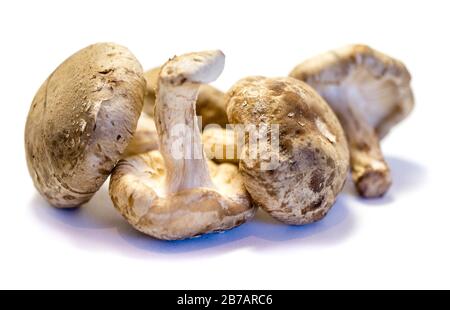 Shiitake Pilze auf weißem Hintergrund Stockfoto