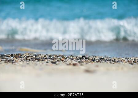 Muschel am Strand Stockfoto
