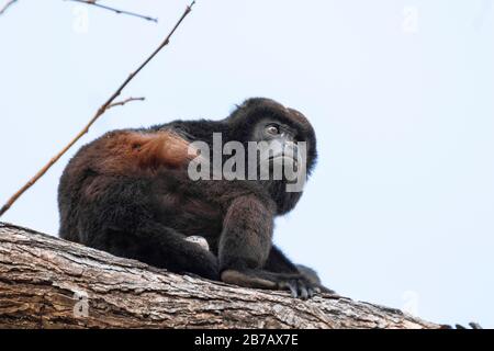 Azuero heulert Affe auf, der auf einem Baumzweig aufwacht Stockfoto