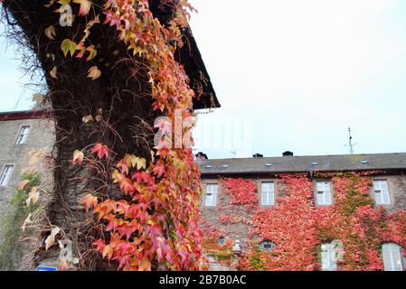 Attendorn, Deutschland - Herbstfarben im Burghotel Burg Schnellenberg in Attendorn, Deutschland. Im Kreis Olpe in Nord-Rhein-Westphali Stockfoto