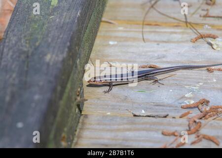 Skink auf Holzsteg Stockfoto