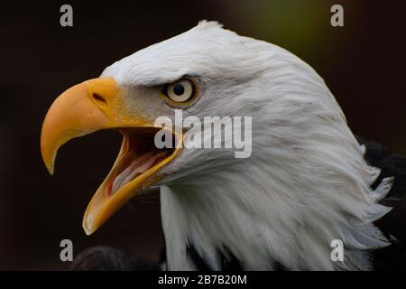 Ein Weißkopfseeadler mit offenem Schnabel Stockfoto