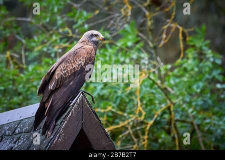 Black Kite (Milvus migrans) Falconry Stockfoto