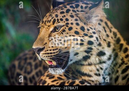 Der Leopard (Panthera pardus) ist eine der fünf extanten Arten in der Gattung Panthera, einem Mitglied der Feliiden. Stockfoto