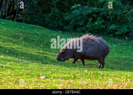 Das Capybara (Hydrochoerus hydrochaeris) ist ein in Südamerika heimischer, riesiger kaviger Nagetier. Es ist das größte lebende Nagetier der Welt Stockfoto