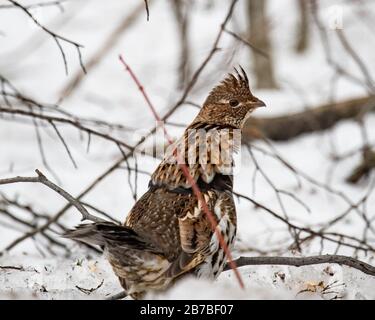 Ein ruffiger Zackenbarsch, Bonasa umbellus, der im späten Winter durch den Schnee in der Wildnis der Adirondack Mountains spaziert Stockfoto