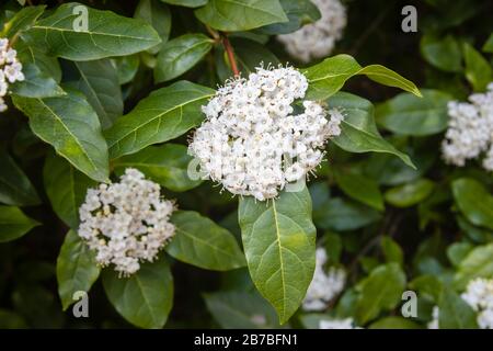 Hübsche, zarte weiße Blumen (Korymbs, blütenförmig) aus duftenden immergrünen Strauchviburnumtinus in der Blüte im Frühjahr, die häufig für Gartenhecken verwendet werden Stockfoto