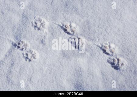 Tierbahnen im Neuschnee, Luftbild. Stockfoto