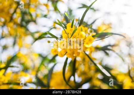 Mimosa, Acacia dealbata. Ast mit gelben Blumen. Stockfoto