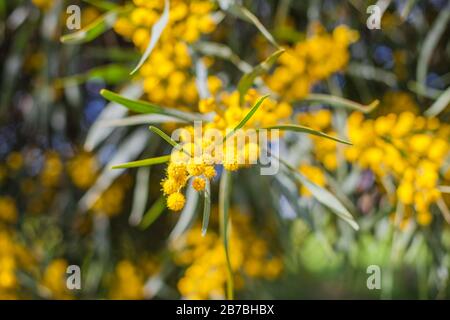 Mimosa, Acacia dealbata. Ast mit gelben Blumen. Stockfoto