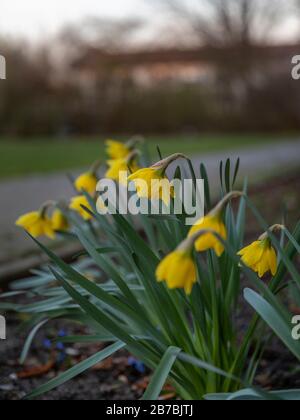 Gelbe Narzissen wachsen im deutschen Frühling Stockfoto