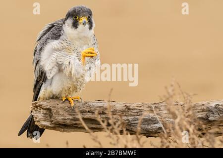 Ein nördlicher Wanderfalke (Falco peregrinus calidus), der in einem toten Baumstamm im Naturpark des Ebro-Deltas in Katalonien thront. Stockfoto