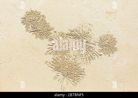 Sand Bubbler Krabben in Burschen und mit den zufütterenden Sandkugeln, im indo-pazifik-strand am Andaman Strand, Langkawi, Malaysia, Asien. Stockfoto