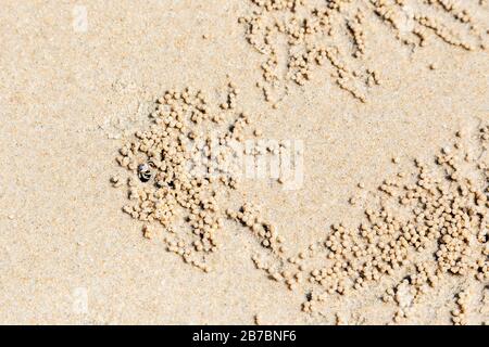 Sand Bubbler Krabben in Burschen und mit den zufütterenden Sandkugeln, im indo-pazifik-strand am Andaman Strand, Langkawi, Malaysia, Asien. Stockfoto