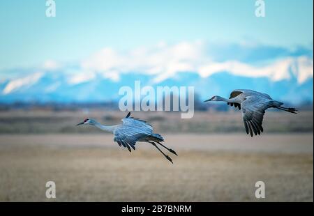 Colorado, USA. März 2020. Zwei Sandhill Krane gleiten zum Abendessen in eines der neu geschnittenen Felder. Jedes Frühjahr wandern mehr als 20.000 Sandhill Krane durch das San Luis Valley in Colorado. Mehrere Wochen anhalten und sich von Ende Februar bis Anfang April auf frisch geschnittenen Feldern ernähren, tanken die Krane wieder auf, bevor sie nordwärts zu ihren Sommerfeldern in Wyoming und Montana fliegen. Monte Vista National Wildlife Refuge, Monte Vista, Colorado. Credit: Cal Sport Media/Alamy Live News Stockfoto