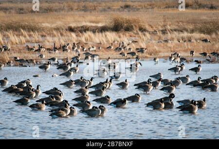 Colorado, USA. März 2020. Tausende Enten und Gänse schließen sich Sandhill Cranes entlang der Felder und Feuchtgebiete des San Luis Valley an. Jedes Frühjahr wandern mehr als 20.000 Sandhill Krane während ihrer Reise nach Norden durch das San Luis Valley in Colorado. Monte Vista National Wildlife Refuge, Monte Vista, Colorado. Credit: Cal Sport Media/Alamy Live News Stockfoto