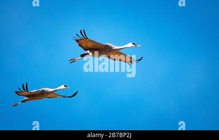 Colorado, USA. März 2020. Sandhill Krane im Flug. Jedes Frühjahr wandern mehr als 20.000 Sandhill Krane durch das San Luis Valley in Colorado. Mehrere Wochen anhalten und sich von Ende Februar bis Anfang April auf frisch geschnittenen Feldern ernähren, tanken die Krane wieder auf, bevor sie nordwärts zu ihren Sommerfeldern in Wyoming und Montana fliegen. Monte Vista National Wildlife Refuge, Monte Vista, Colorado. Credit: Cal Sport Media/Alamy Live News Stockfoto